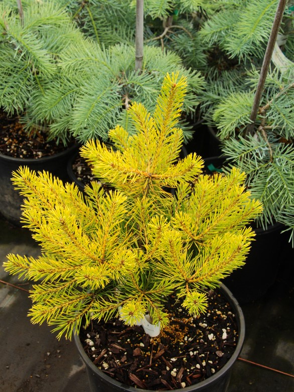 Сосна обыкновенная Тролл Голд